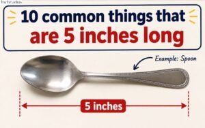 How Long Is 5 Inches