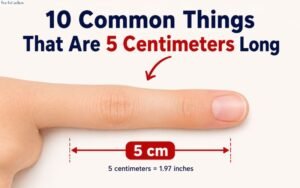 How Long Is 5 Centimeters